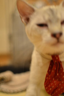 しゅうちゃんの寝起き・・・・・(このピンボケ具合にしゅうちゃんのブサイクな表情が結構お気に入りです　笑；)