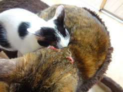 酸素は必要ない！！