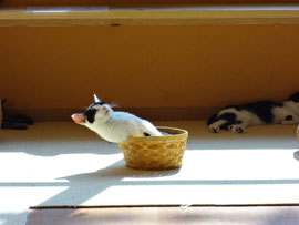 不思議な寝相・・・・・・BY　ビッツ。