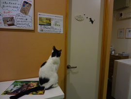ドアの猫シールが１週間ぐらい気になって仕方なかった　さち。