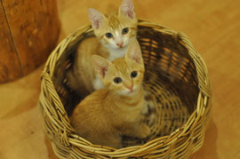 幼きちょぴちゃぴの熱い目線～♪