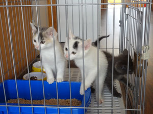 はじめましてにゃぁ～☆