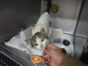 すりすりして、ゴロゴロします☆