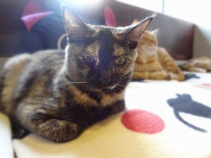 　　　　　　　　　今日もお膝で寝させてくれてアリガト～★