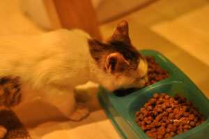 もうカリカリご飯だってもりもり食べるもん