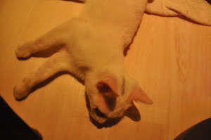 ちょんまげはマジックで書かれた訳じゃないにゃ～