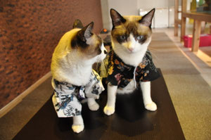 一応がんばってみたけど固まってしまったキャラメル