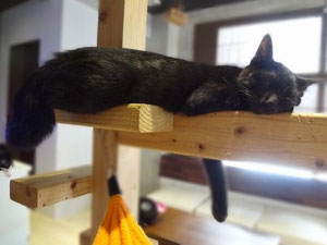 　　　　　　　　　　　　　　最近のお気に入りの寝場所