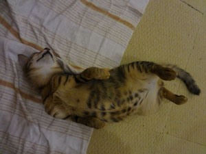 　　どどぉ～～～～ん！！！