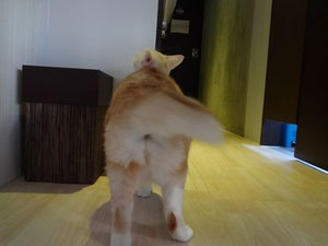 モフモフで竹の子しっぽがたまりません