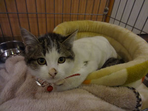 ぼく、しゅじゅつがんばったよ☆