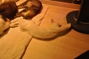 ぬにぁ～。やっぱり暖かいにゃ～