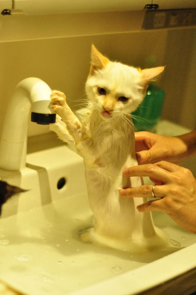 ☆お風呂中の小雪☆